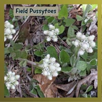 Field Pussytoes